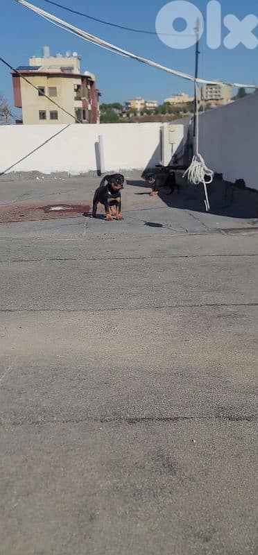 rottweiler serbian 9