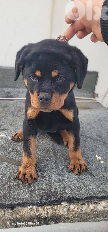 rottweiler serbian 10