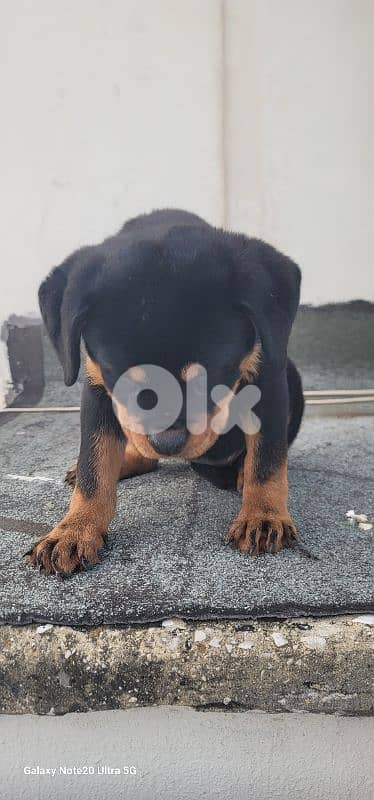 rottweiler serbian 11