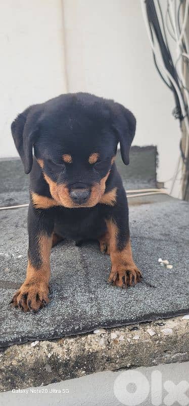 rottweiler serbian 12