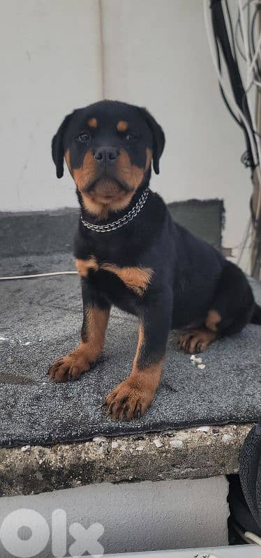 rottweiler serbian 13