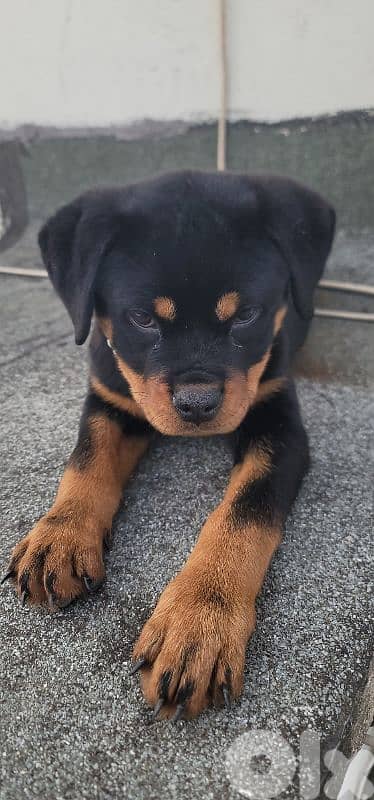 rottweiler serbian 14
