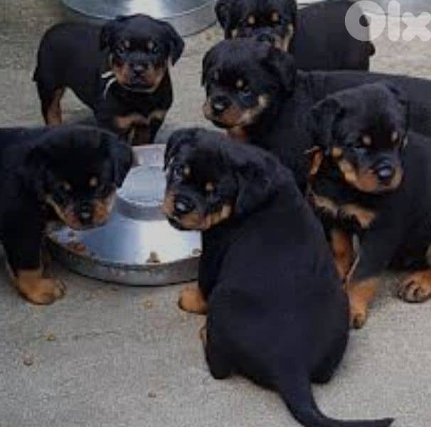 rottweiler serbian 15