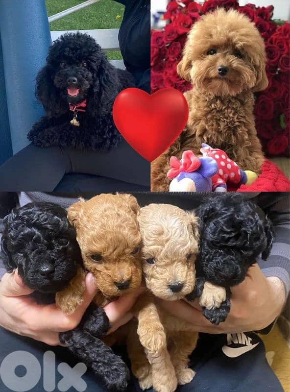 toy poodle for sale 0