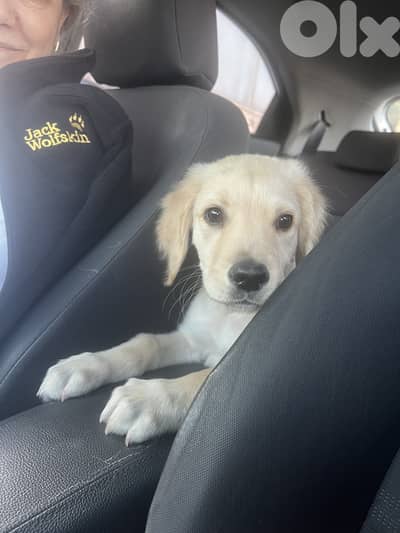 Golden dog for sale 450$ 76505273