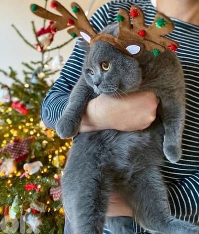 scottish silver 70485808