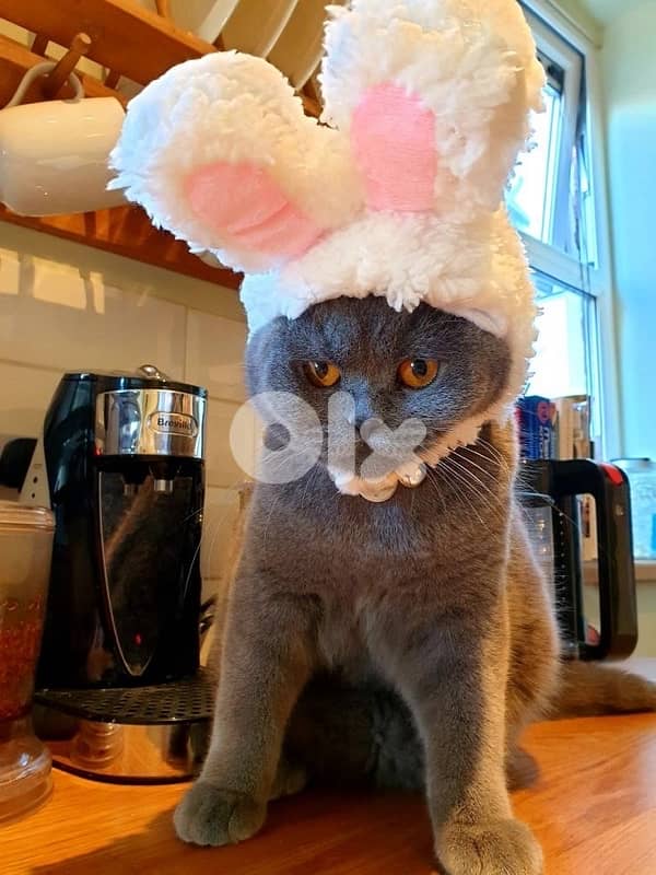 scottish silver 70485808 1