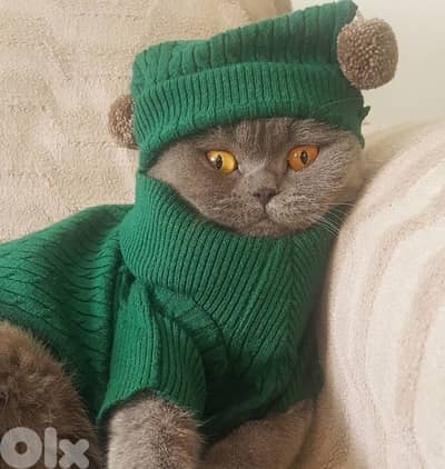 scottish silver 70485808