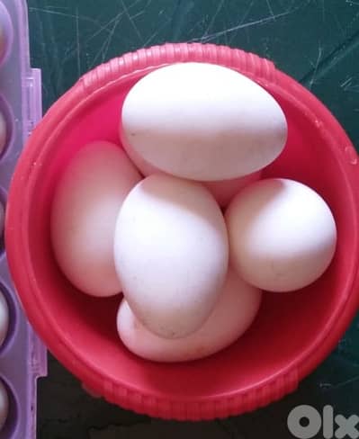 للبيع بيض وز