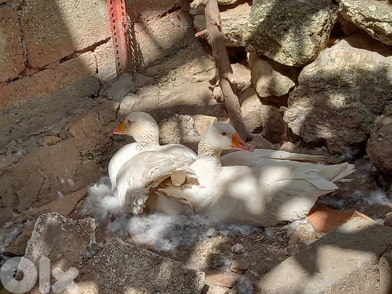 للبيع بيض وز 1