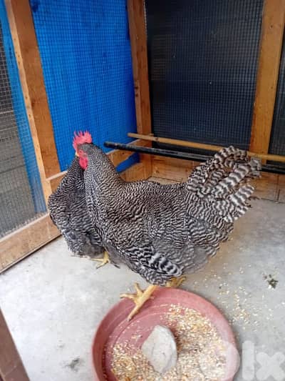 جوز رزي امركاني