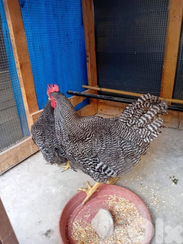 جوز رزي امركاني 0