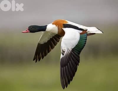 بط شهرمان جواز