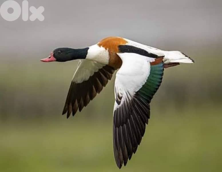 بط شهرمان جواز 0