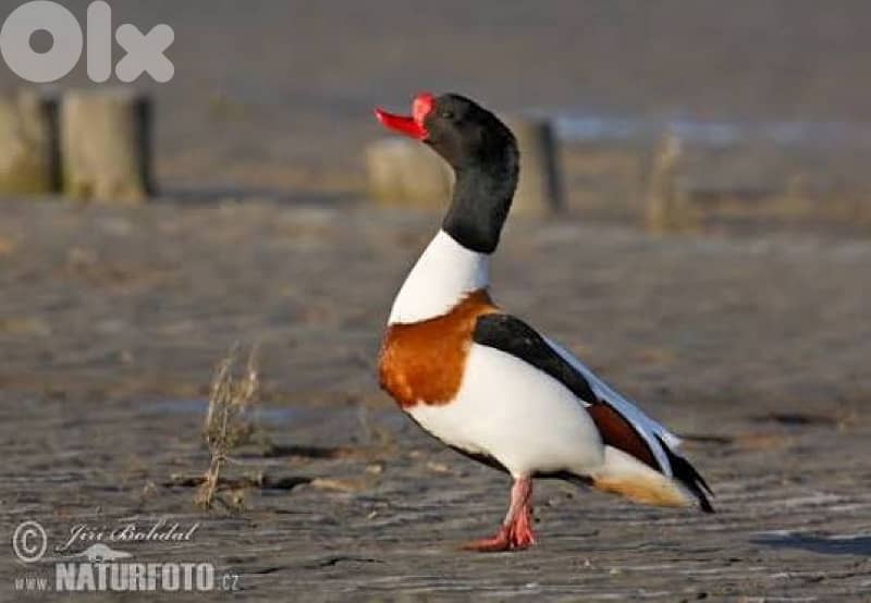 بط شهرمان جواز 1