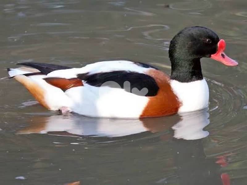 بط شهرمان جواز 2