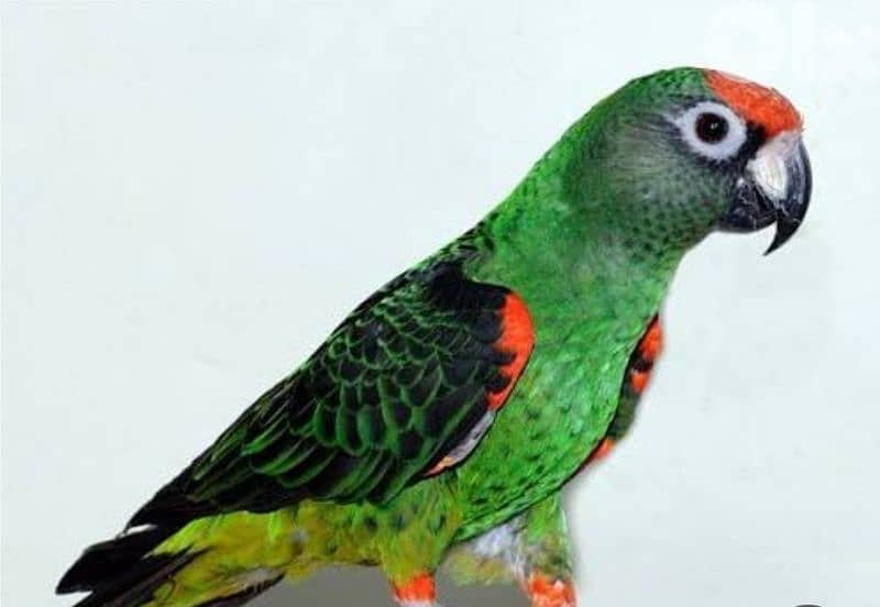 ببغاء اليف 0