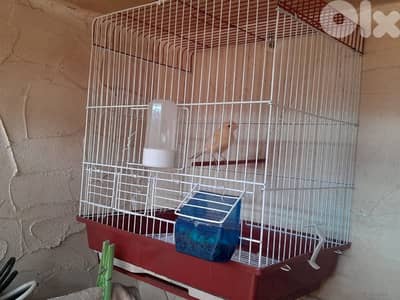 دكر كنار ممتاز لون حلو و مميز صحة دهب للبيع مع قفص ٤ مآكل جديد بي ٢٠$