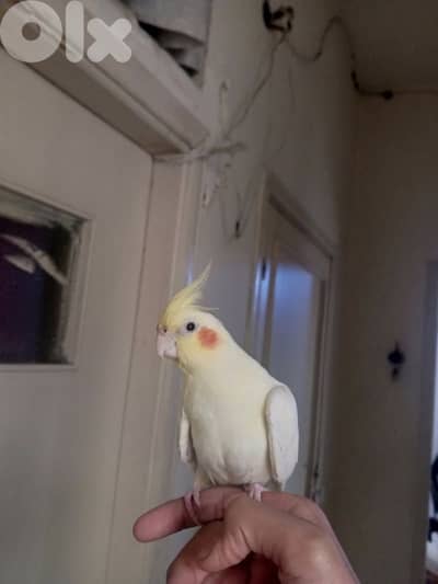 كروان لاتينو سوبرر ترويض