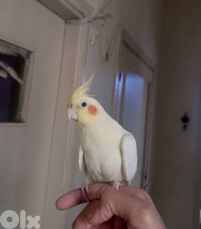 كروان لاتينو سوبرر ترويض