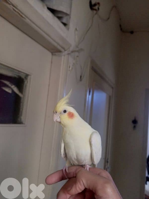 كروان لاتينو سوبرر ترويض 0