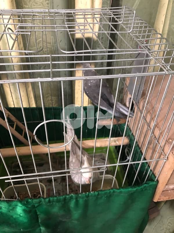 جوز كروان رقم: 03225194 0