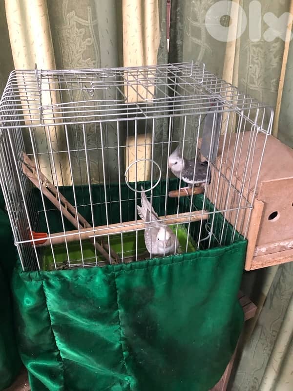 جوز كروان رقم: 03225194 2