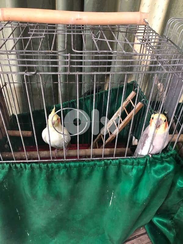 جوز كروان رقم: 03225194 3