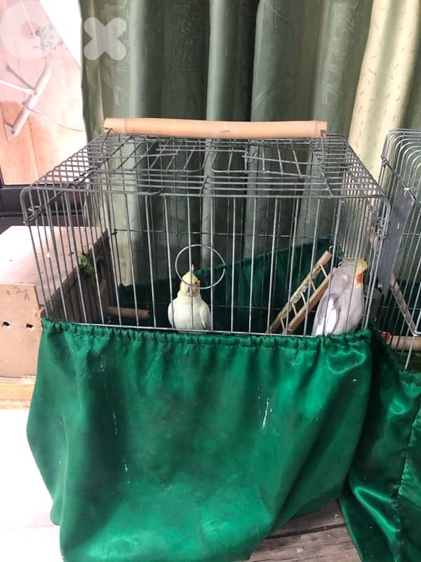 جوز كروان رقم: 03225194 4