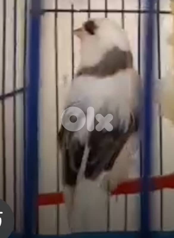 كنار غلوستر رينغ ٢٥ 0