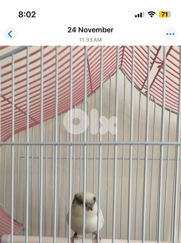 كنار غلوستر رينغ ٢٥ 1