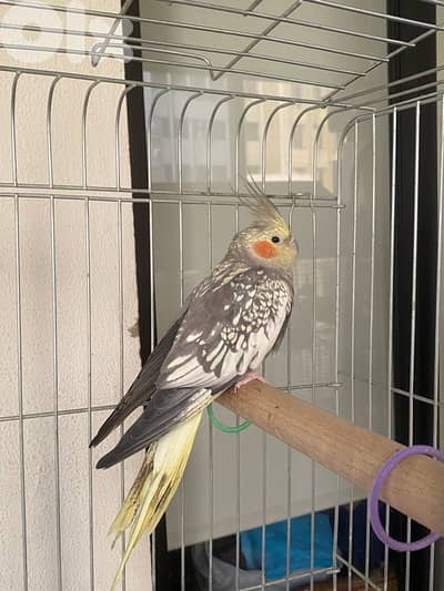 karawan female cockatiel