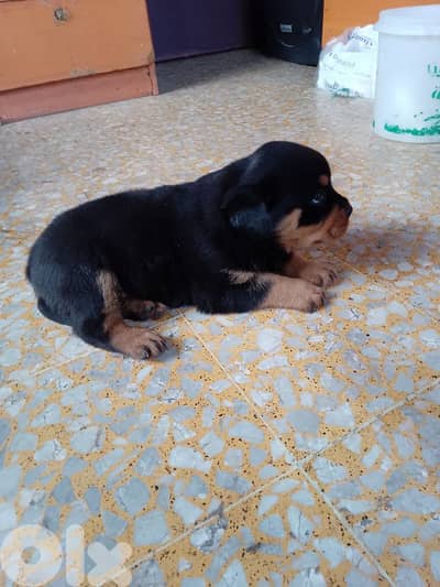 pure blood rott