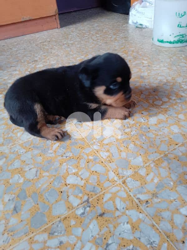 pure blood rott 81050145 1