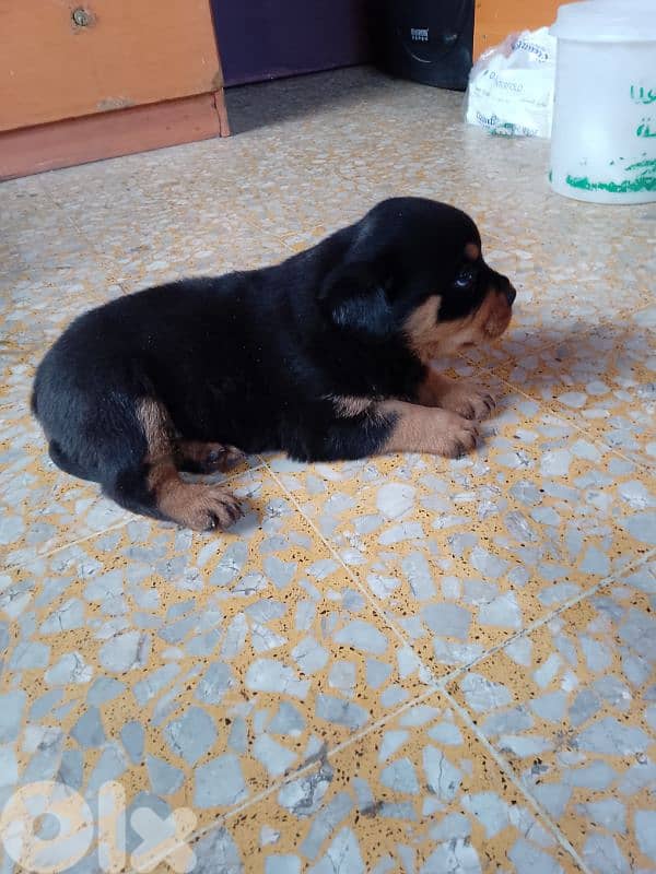 pure blood rott 81050145 2