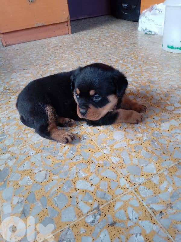 pure blood rott 81050145 3