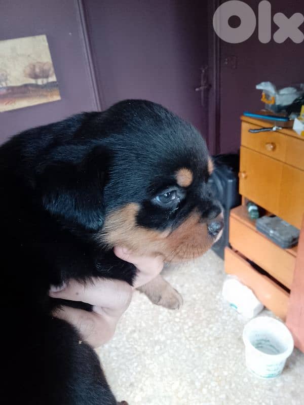 pure blood rott 81050145 4