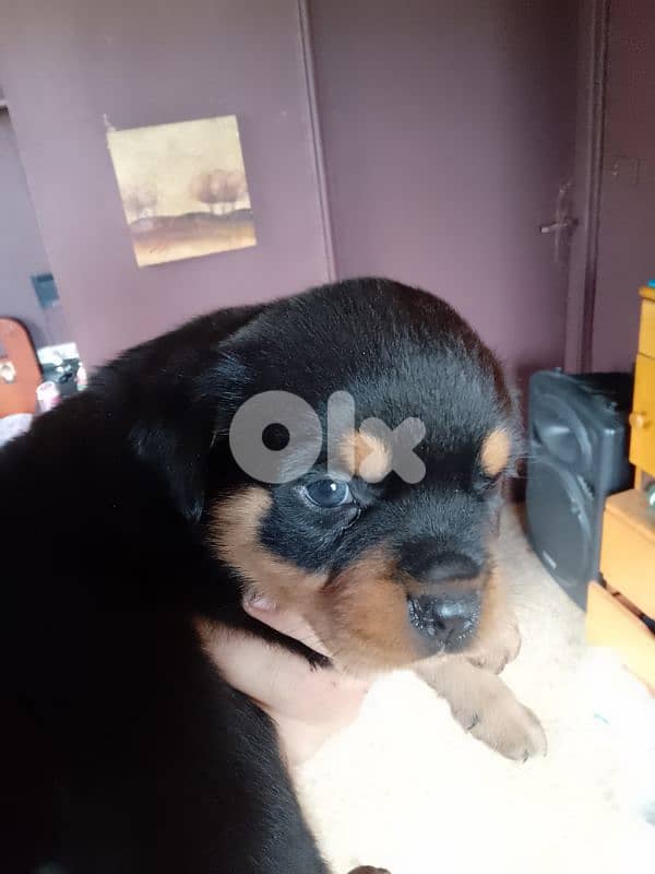 pure blood rott 81050145 5