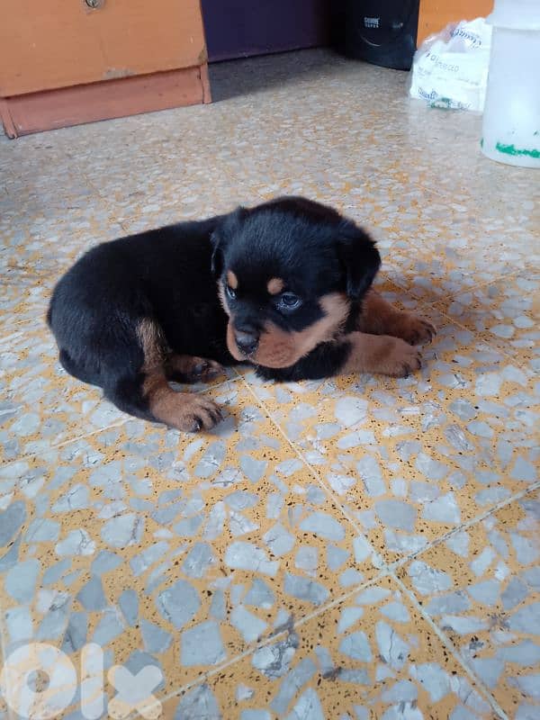 pure blood rott 81050145 6