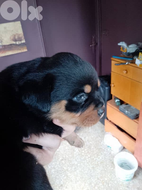 pure blood rott 81050145 7