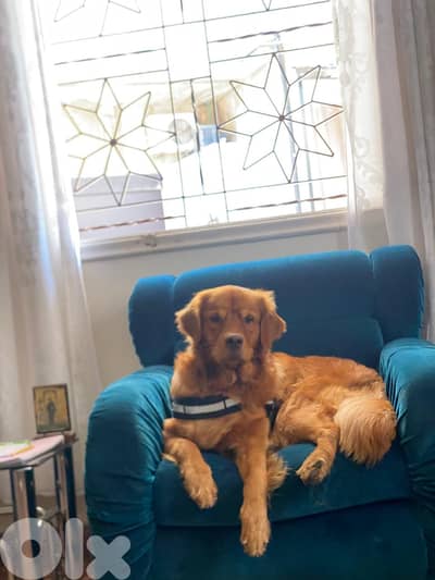 Bide3e l safar b se3er 7elo