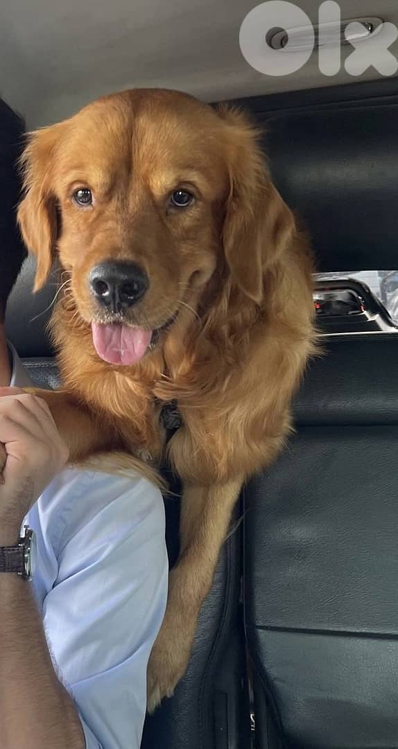 Bide3e l safar b se3er 7elo 1