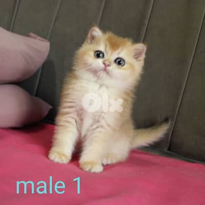 golden chinchilla are available!! Real photos.