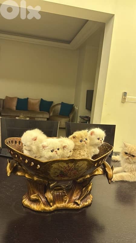 Persian picky face 0