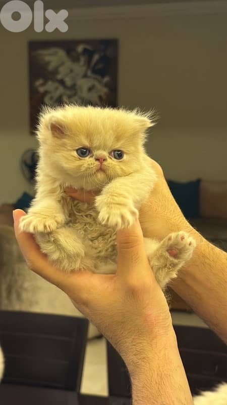 Persian picky face 1