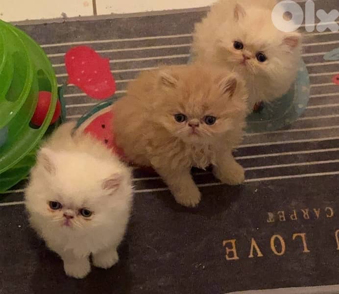 Persian picky face 2