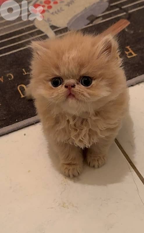 Persian picky face 3