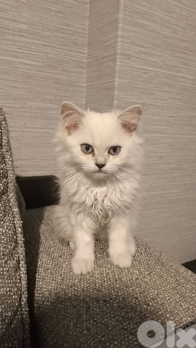 Chinchila kitten Long Hair Blue eyes