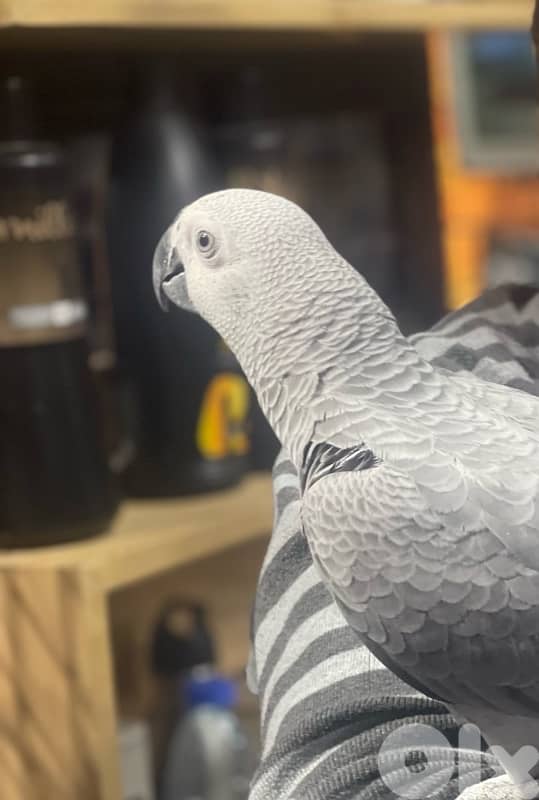 كاسكو جامبو 0