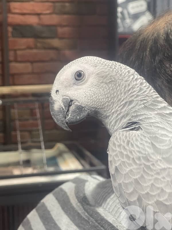 كاسكو جامبو 2